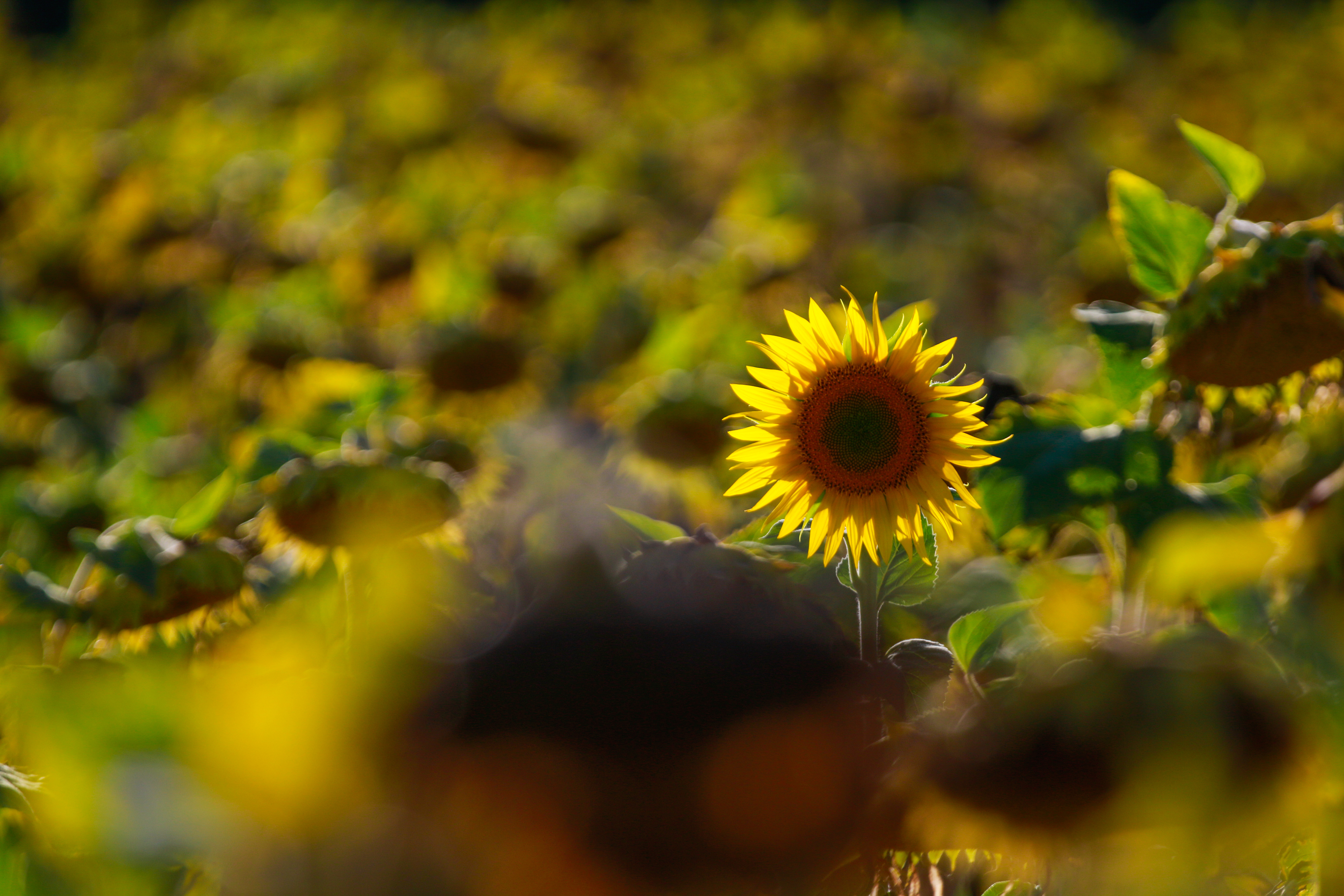Girasole solitario Girasole solitario