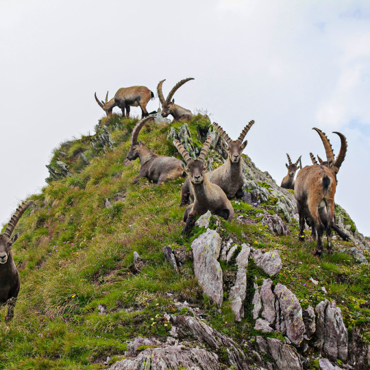 Stambecchi al Pizzo dei Tre Confini