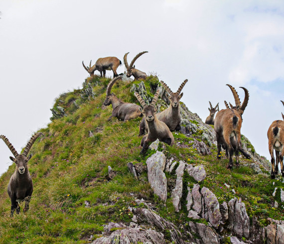 Stambecchi al Pizzo dei Tre Confini